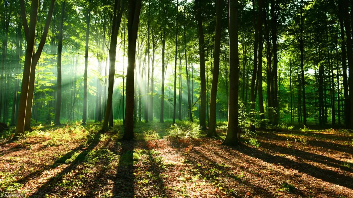 Comment rendre nos forêts plus résistantes au changement climatique?