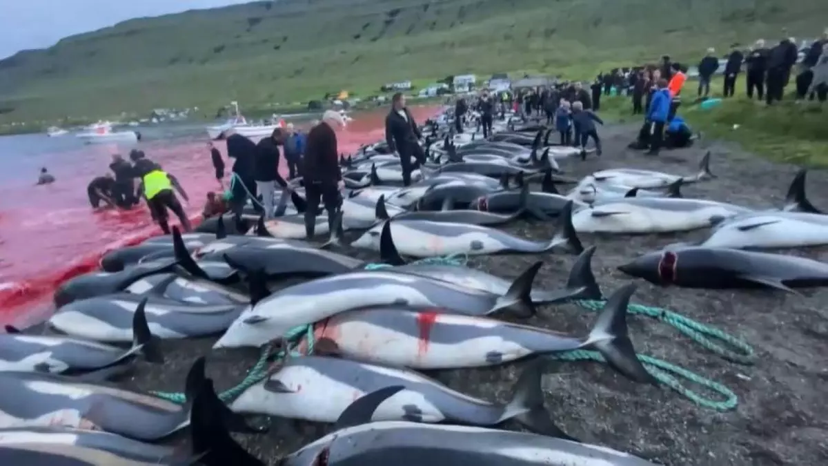 Hugo Clément choqué par le massacre de 200 dauphins aux Îles Féroé