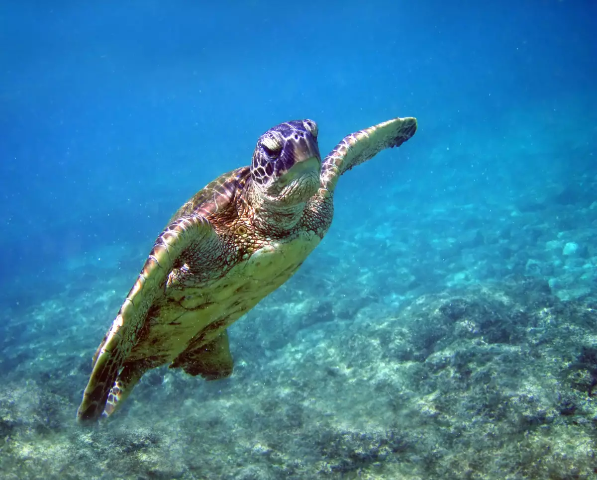 Ils sauvent les tortues de la Réunion