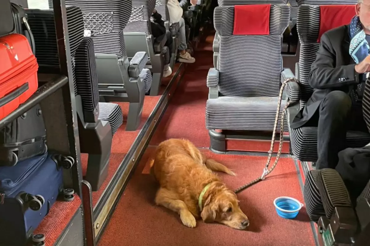 La polémique autour d'une photo de chien sans muselière dans un train: une dénonciation justifiée ou un lynchage médiatique?