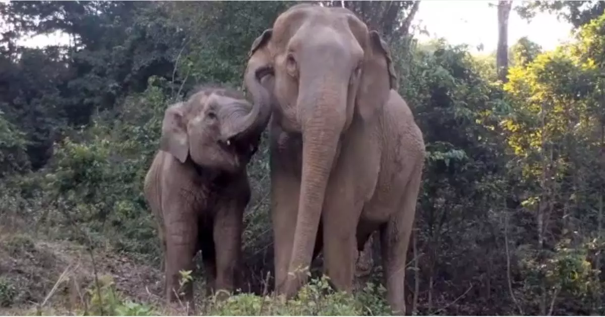 Les émouvantes retrouvailles de cette éléphante avec son bébé perdu dans une réserve naturelle