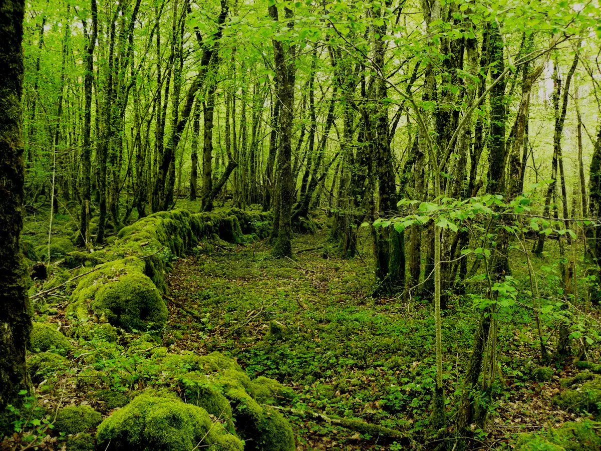 Les forêts françaises en danger : quelles solutions pour les préserver ?