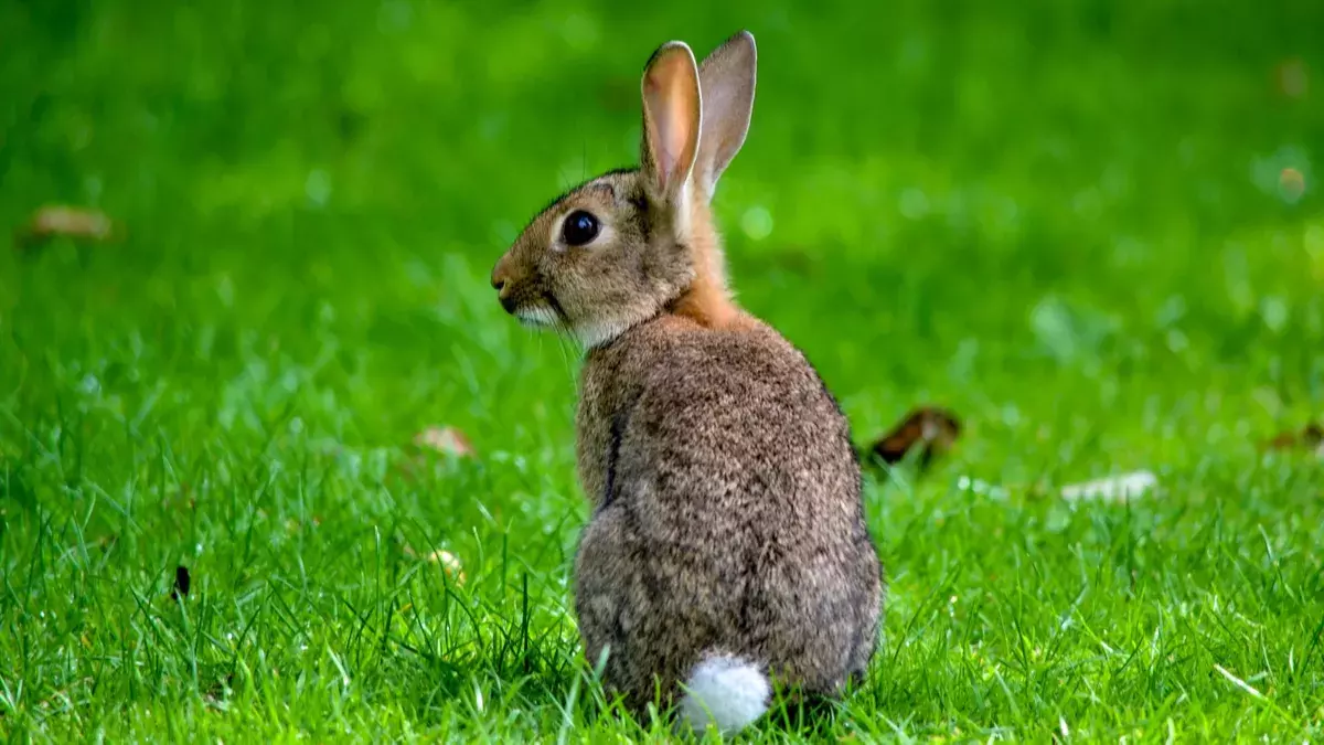 Les lapins de Garenne envahissent les terres agricoles dans l'Hérault