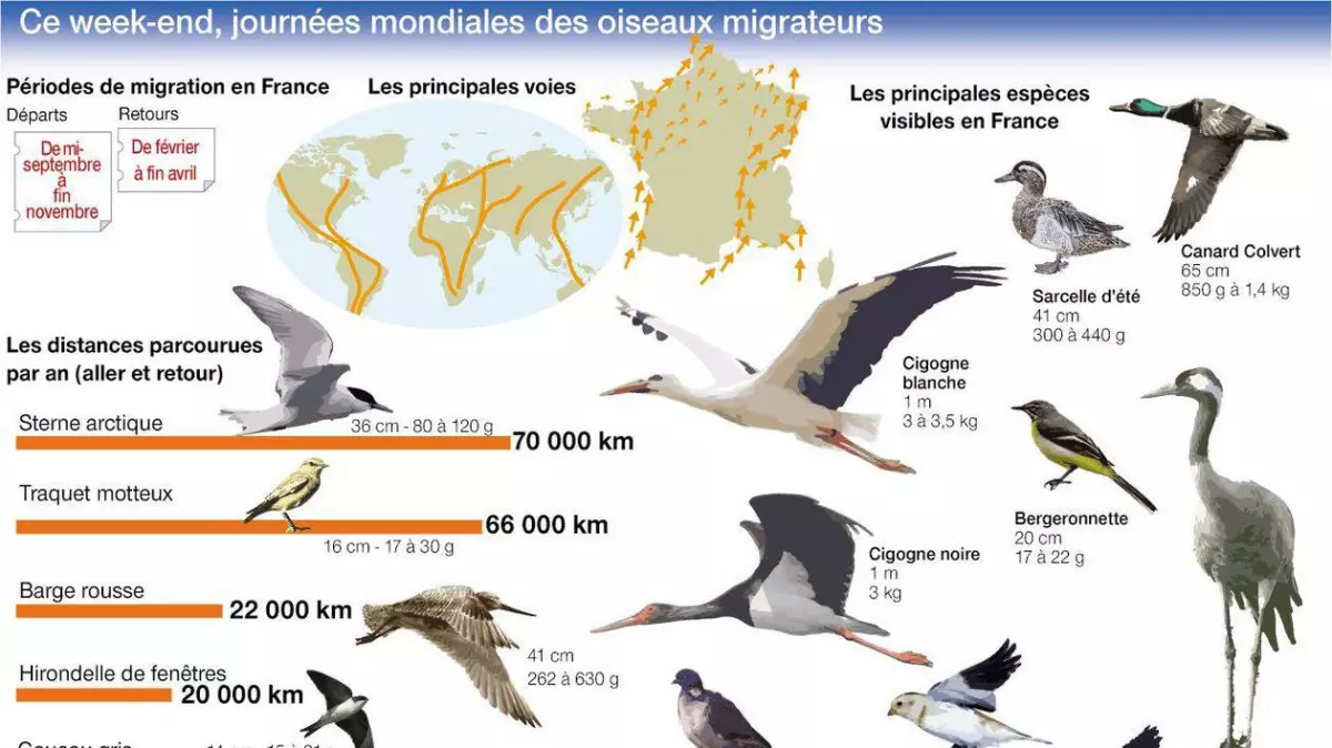 Les oiseaux migrateurs en Corse, une espèce en danger