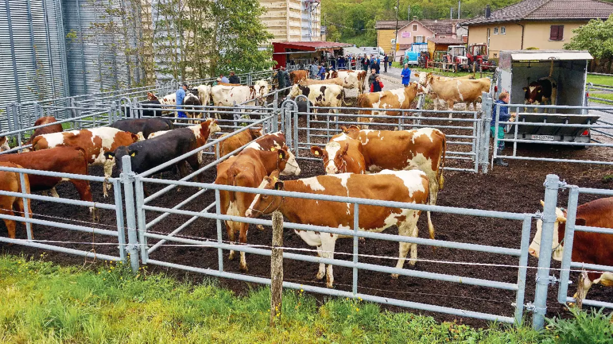 Marché aux bestiaux : un lieu sous haute surveillance