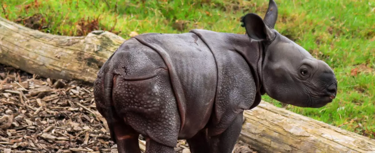 Naissance exceptionnelle d'un rhinocéros indien en Bretagne