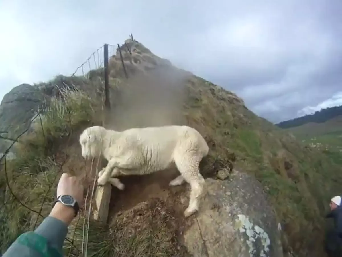 Opération de sauvetage pour secourir un mouton isolé au Royaume-Uni