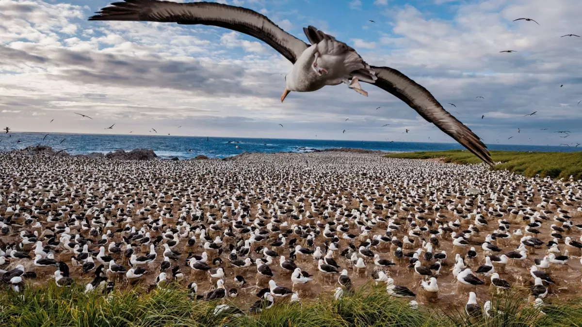 Sur l'île des Malouines, des chercheuses étudient les oiseaux sauvages