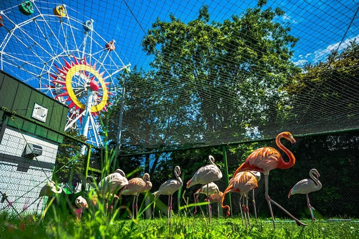 Bellewaerde parc attractions zoo animaux montagnes russes