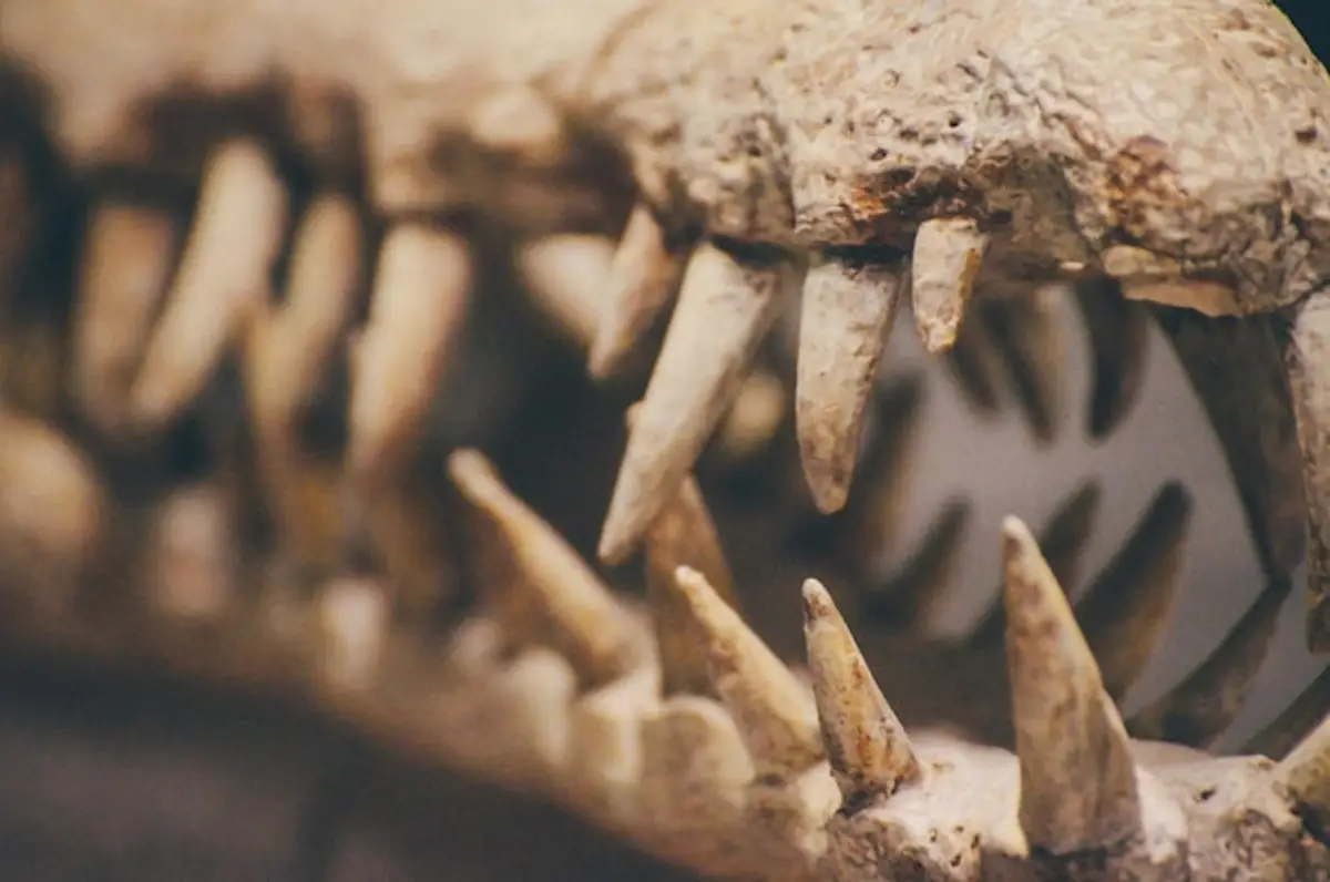 fouilles archéologiques, site antique, artefacts préhistoriques