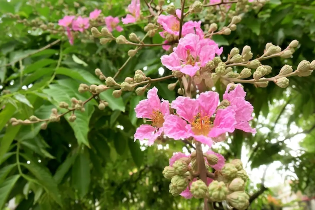 laurier rose fleur arbuste jardin