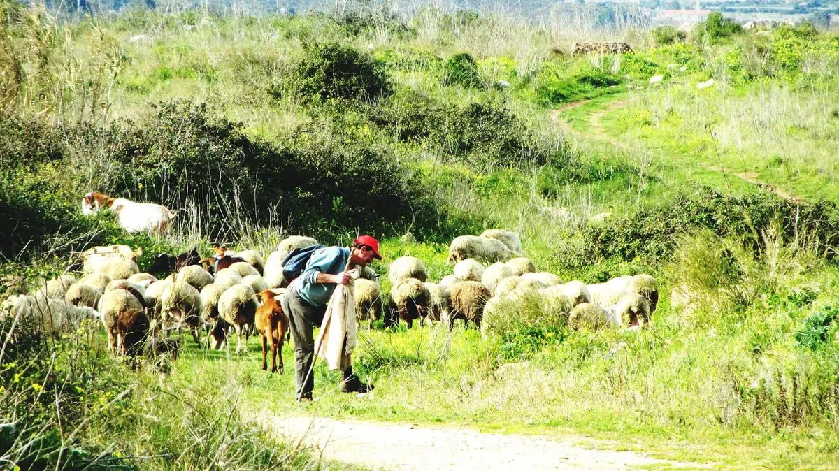 troupeau moutons vaches élevage