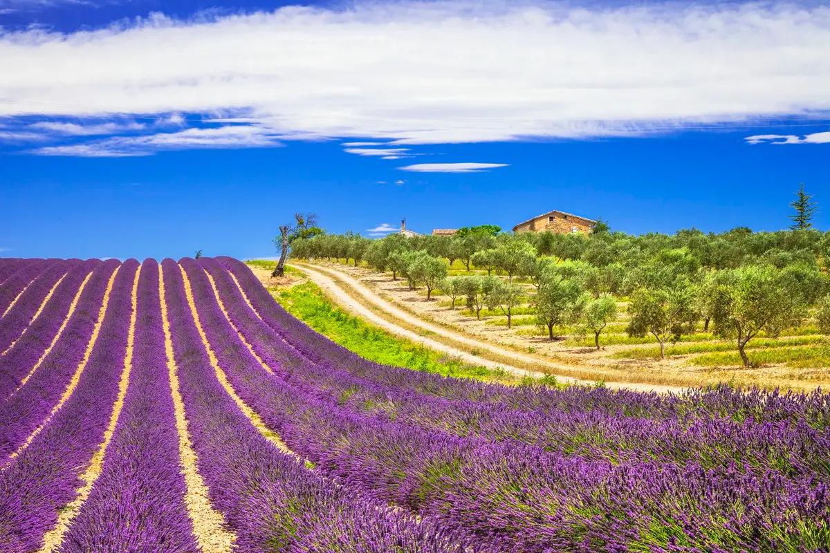 la provence lavande villages vignobles