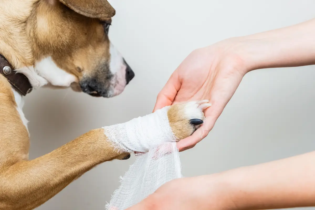 morsure chien main plaie urgence