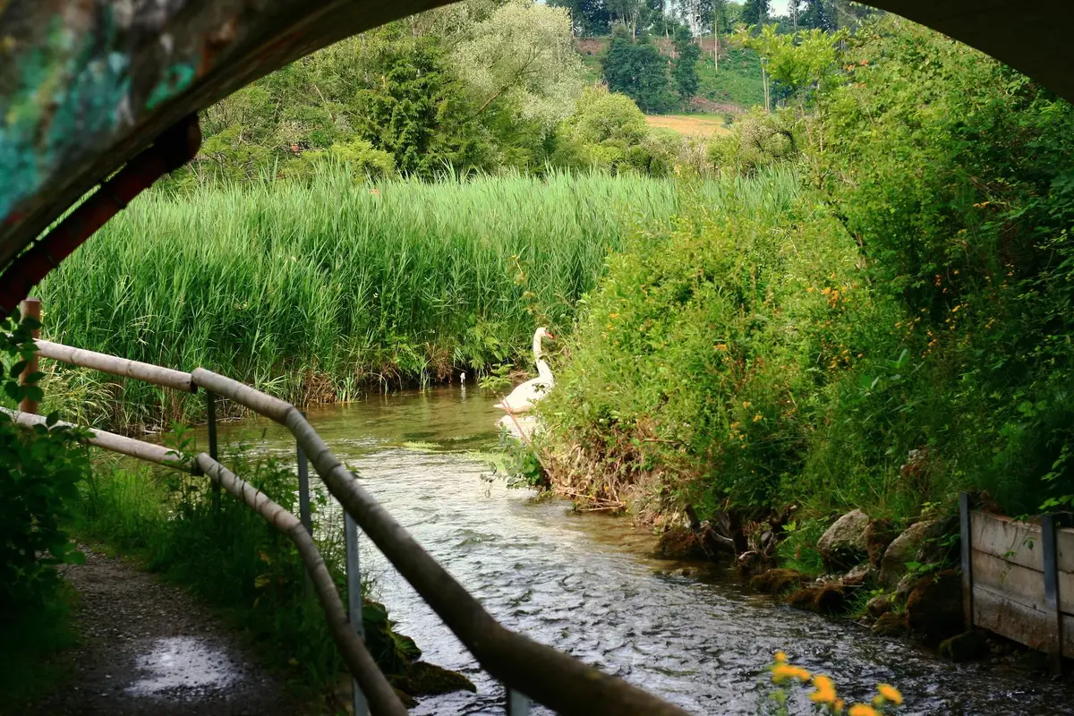 rivière veyle, ain, prairie humide, pont de veyle