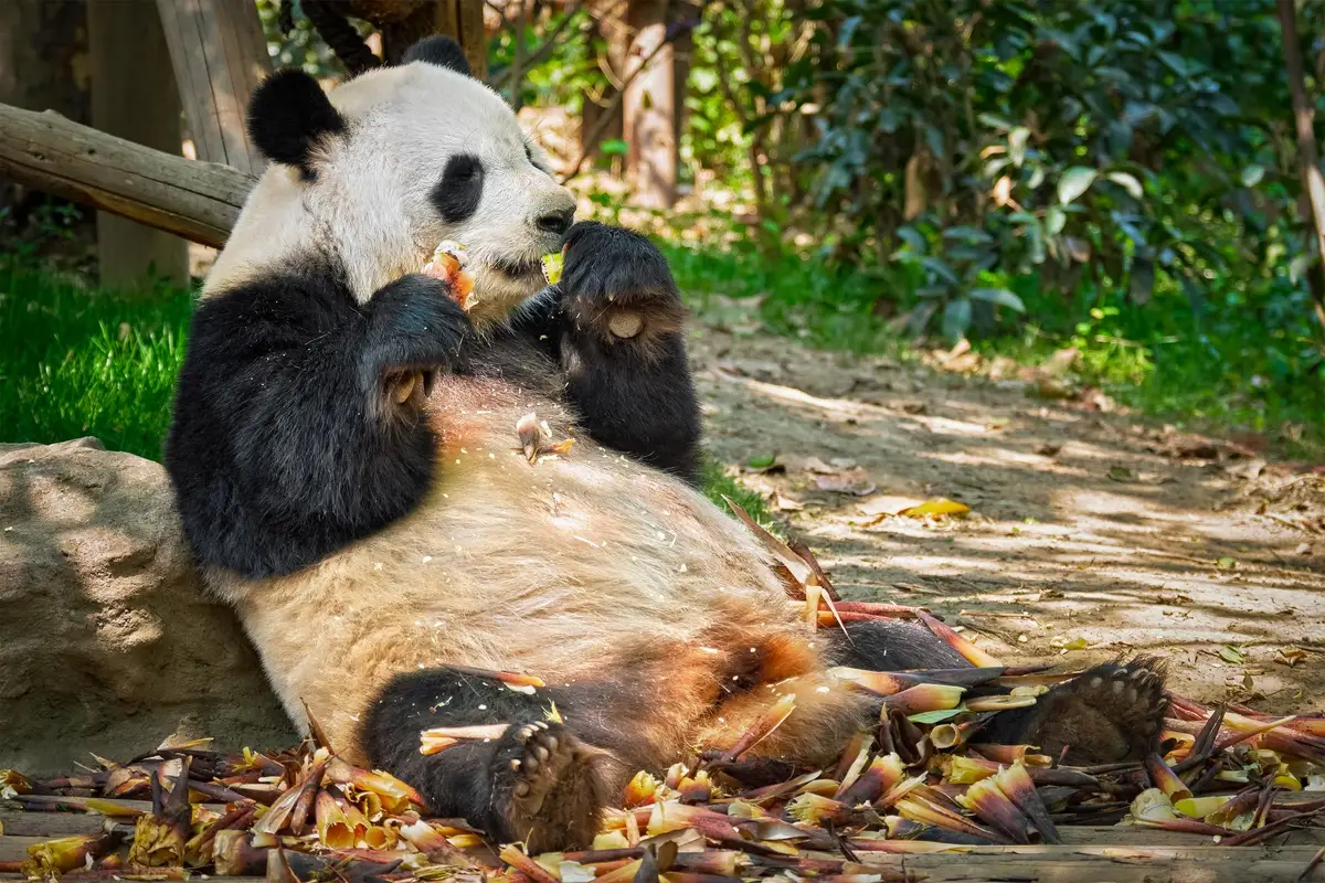 zoo beauval pandas éléphants familles