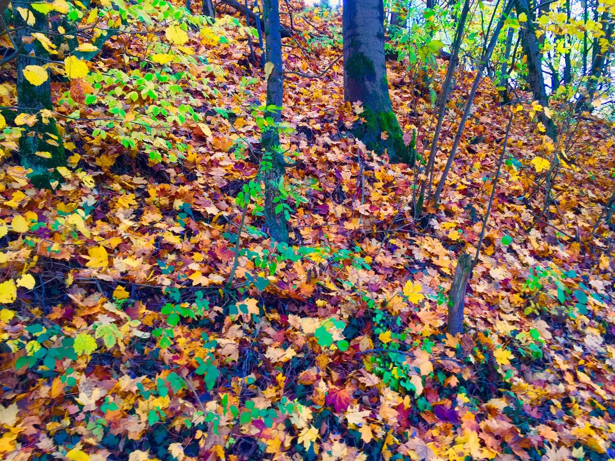 foret automne feuilles couleurs saison