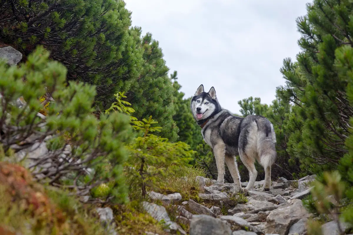 loup gris forêt montagne